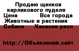 Продаю щенков карликового пуделя › Цена ­ 2 000 - Все города Животные и растения » Собаки   . Хакасия респ.